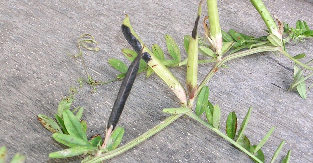 カラスノエンドウ 不思議な黒 つづき おちまこと Note