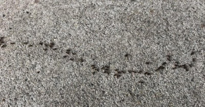 【虫注意】アリはなぜみんなで一本線を描いて歩くの？