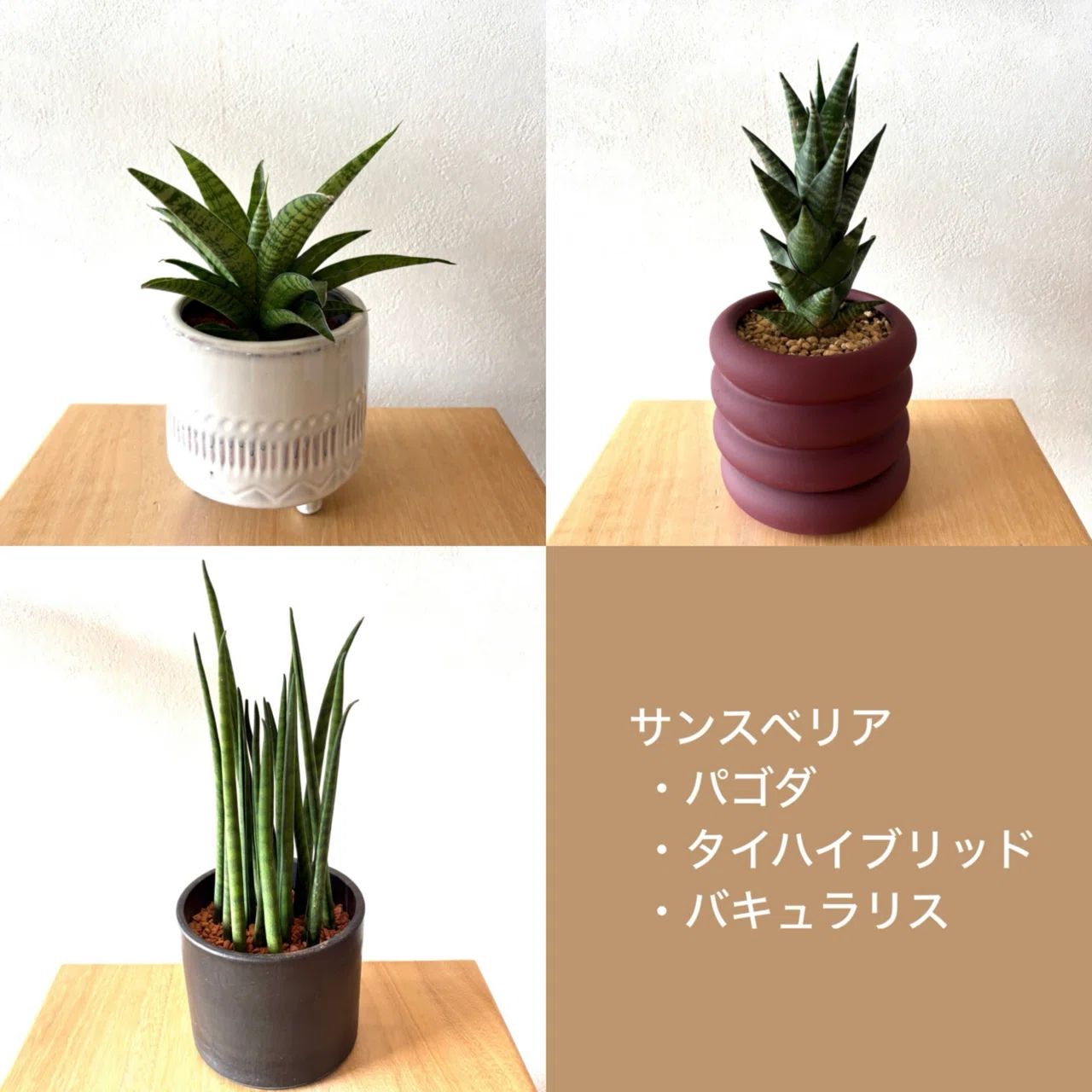 サンスベリアの魅力に初めて気づいたの巻｜ドラゴン・スー