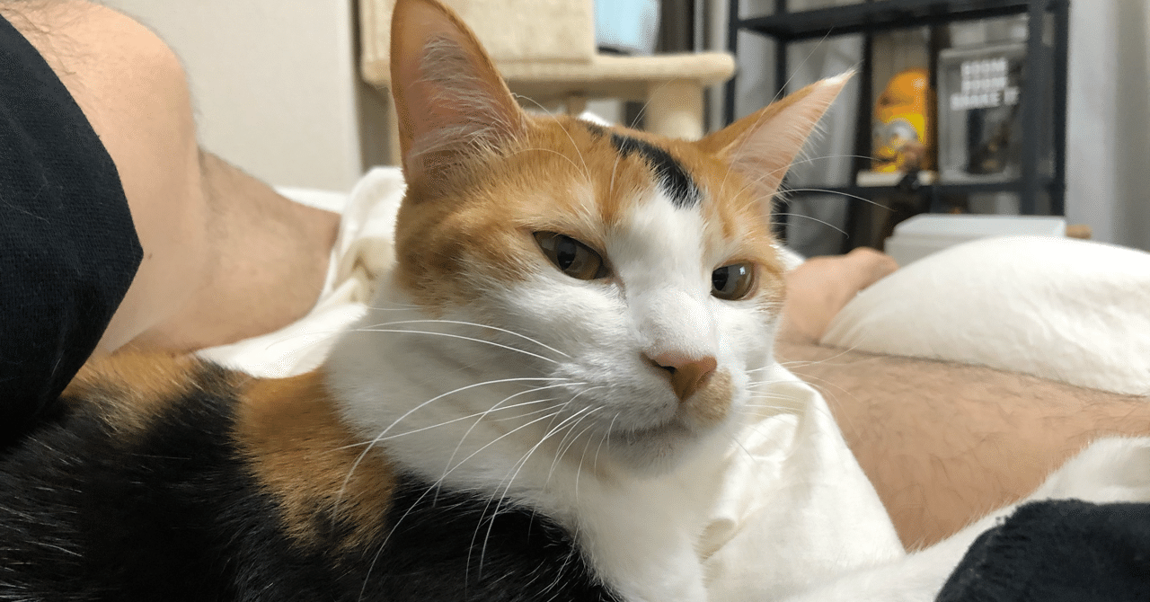 一人暮らし男性と猫の生活って実際どうなの みやびちゃん寝る Note