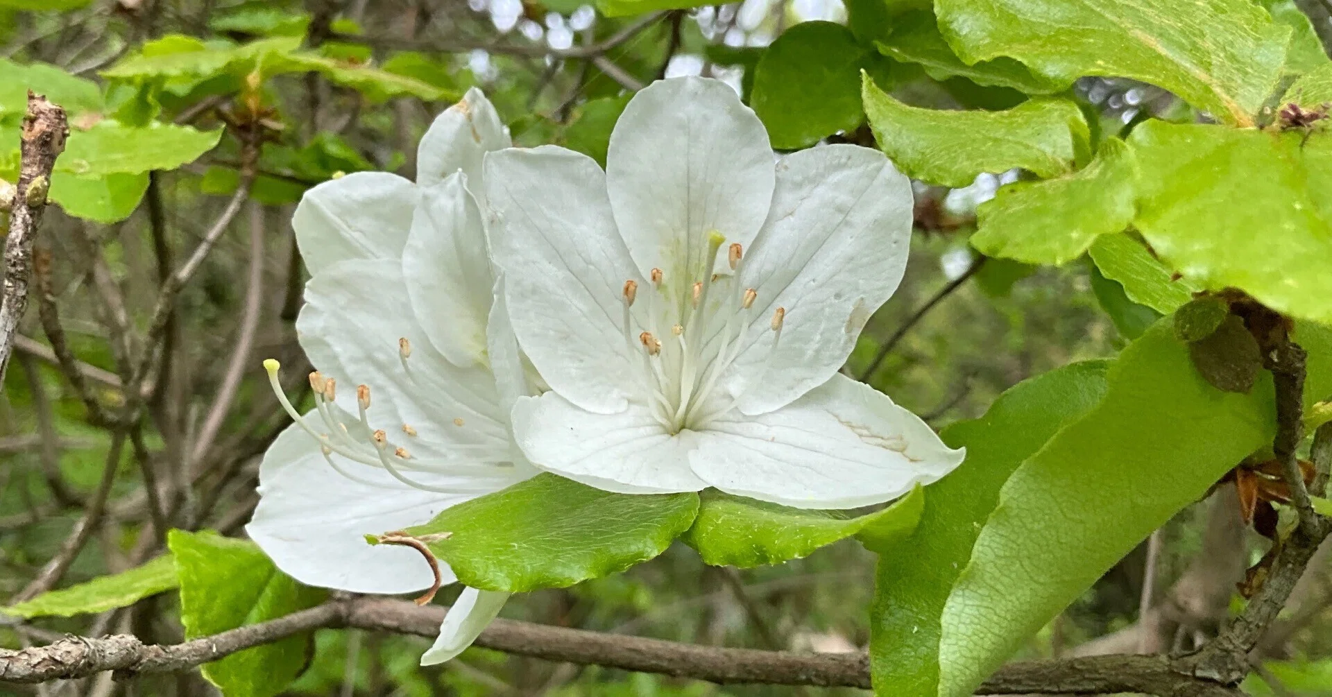 シロバナオンツツジ（京都府立植物園）：2026年4月20日（月）｜藤井