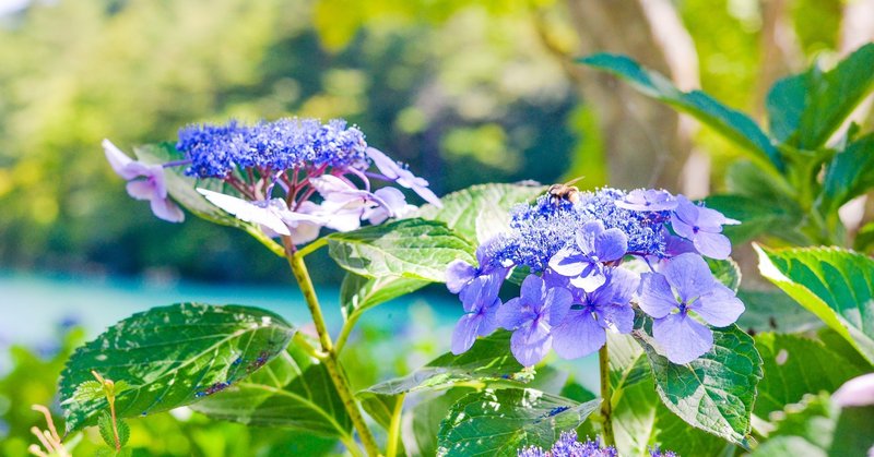 英語を習得したいなら 英語 の 勉強ではなく英語 で 勉強しよう Yuto Fujikawa Note