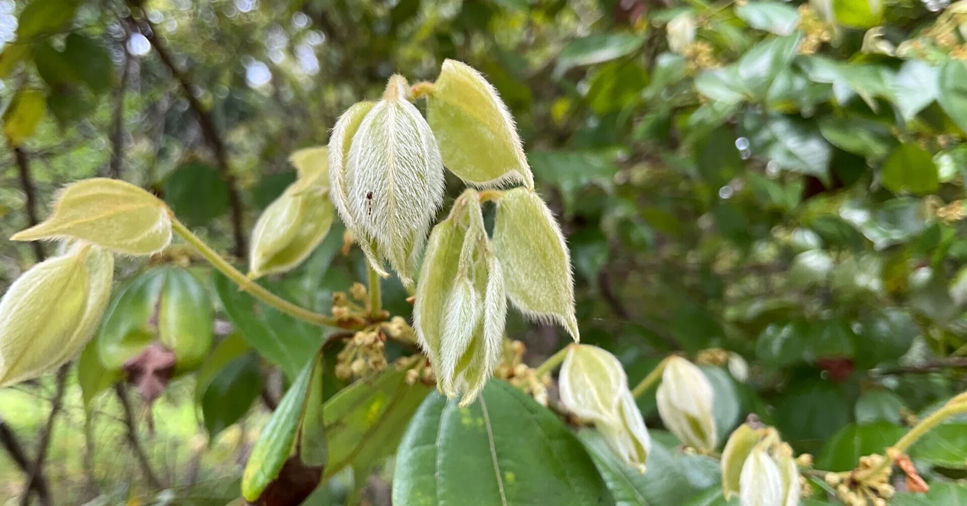 テンダイウヤク（京都府立植物園）：2026年4月19日（日）｜藤井秀昭