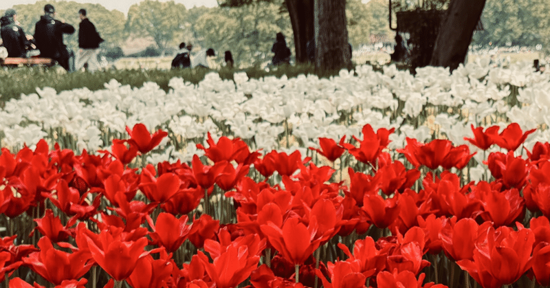 満開チューリップ 昭和記念公園渓流広場を歩く