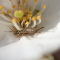 木の上からムカデは落ちてくるのか Taka Note