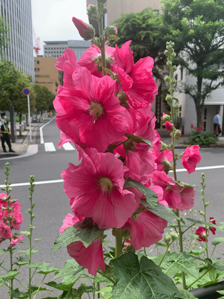 永田町の花。これなんて名前でしたっけ。