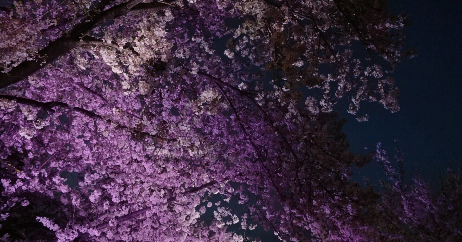 2026.04.05 夜桜🌸|xxЯunxx 2026.04.05 夜桜🌸|xxЯunxx