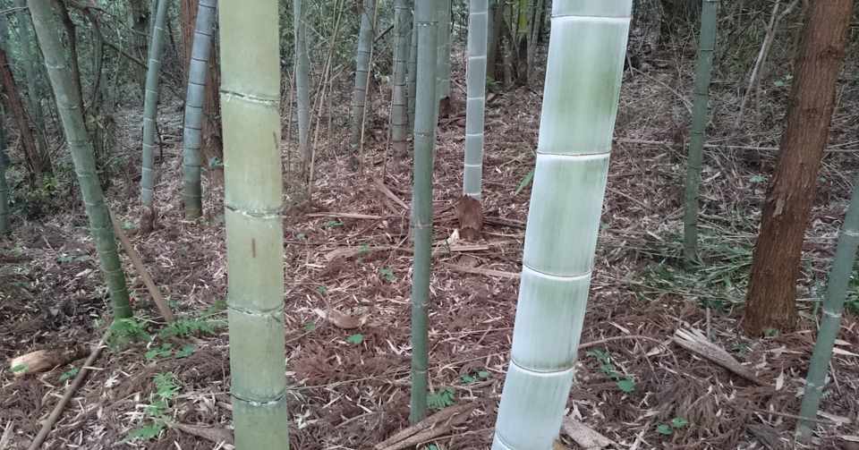 孟宗竹 モウソウチク と真竹 マダケ の見分け方 てっぱ Note