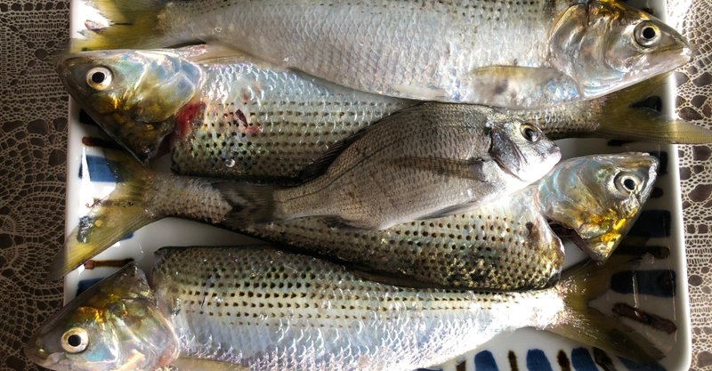 5 26の釣果はコノシロ4匹 クロダイ１匹 えれな Note