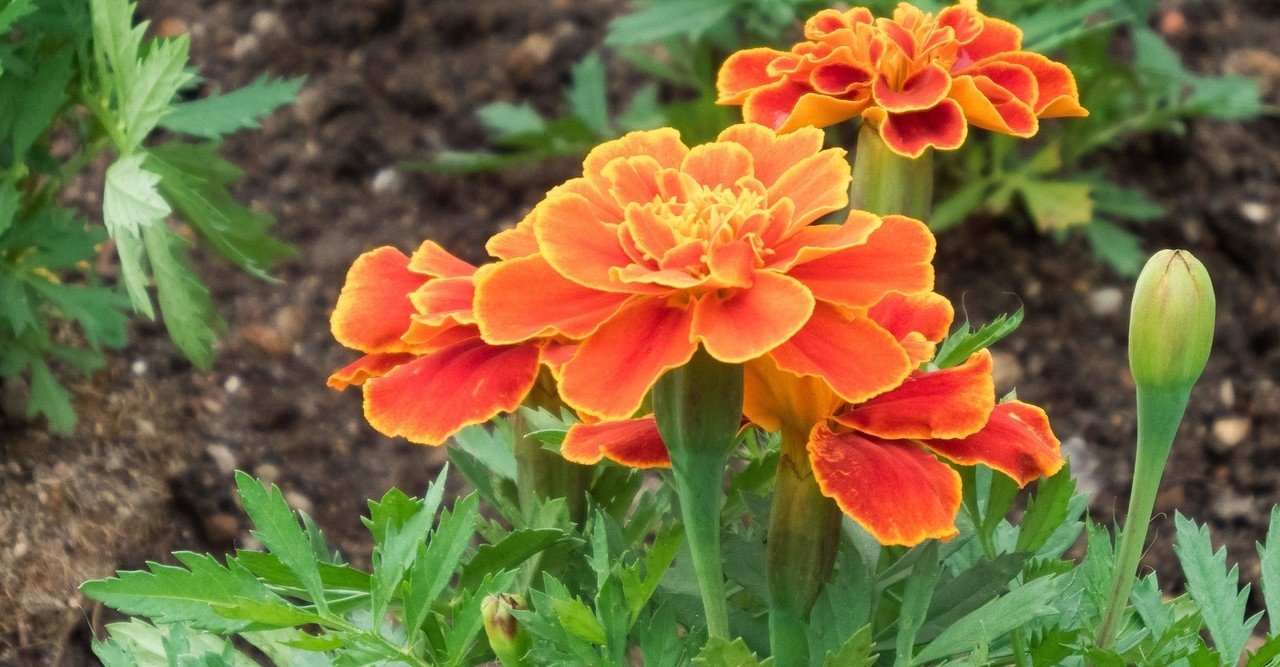 マリーゴールド☆花の種☆1000粒 稀有