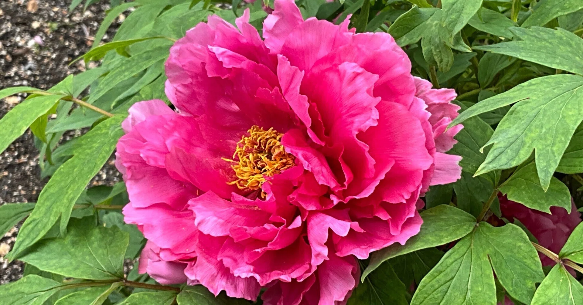 ボタンの紅小町（京都府立植物園）：2026年4月18日（土）｜藤井秀昭