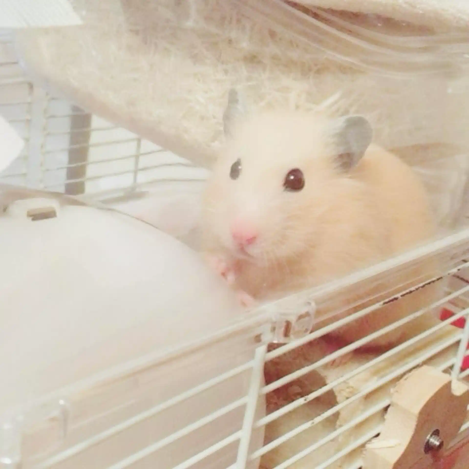 知世