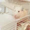 知世