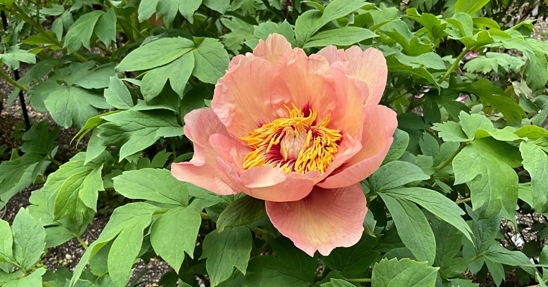 ボタンのトリビュート（京都府立植物園）：2026年4月19日（日）｜藤井