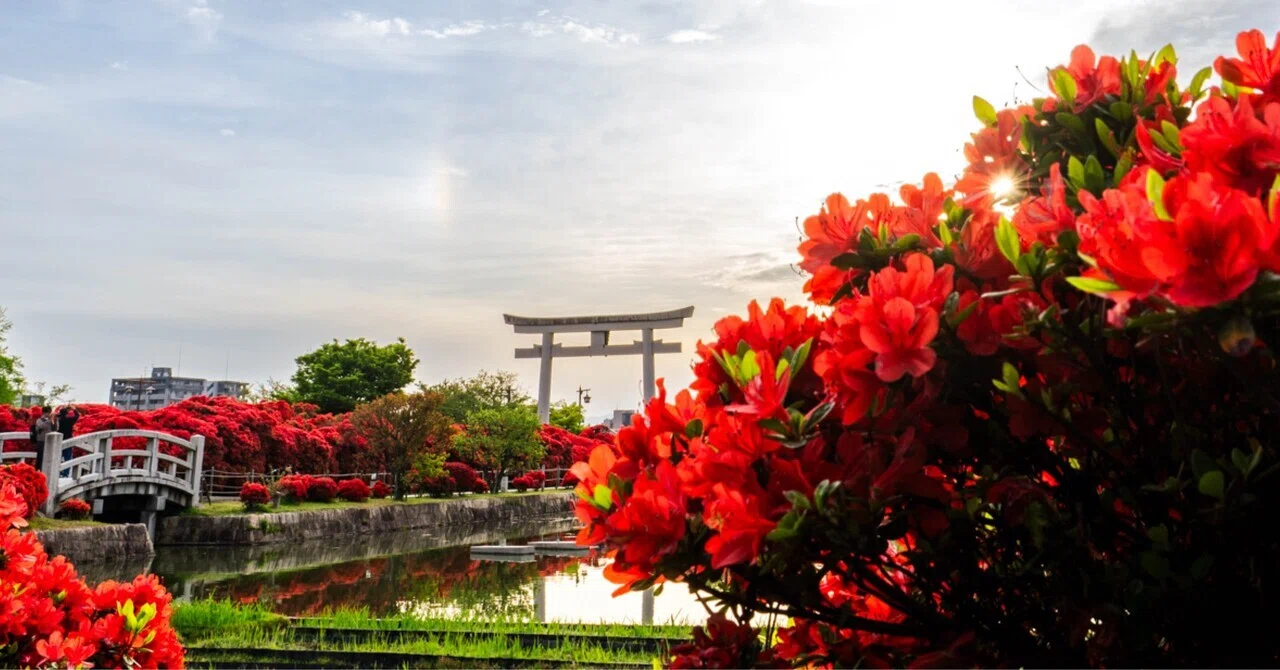 京都の朱（あか）に染まる朝 長岡天満宮のキリシマツツジ｜hana