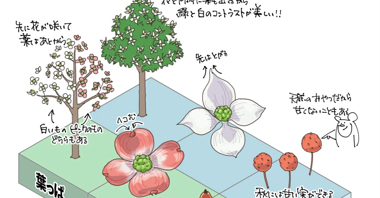 樹と花 ハナミズキとヤマボウシの違い｜くますけ｜自然ガイド・クリエイター