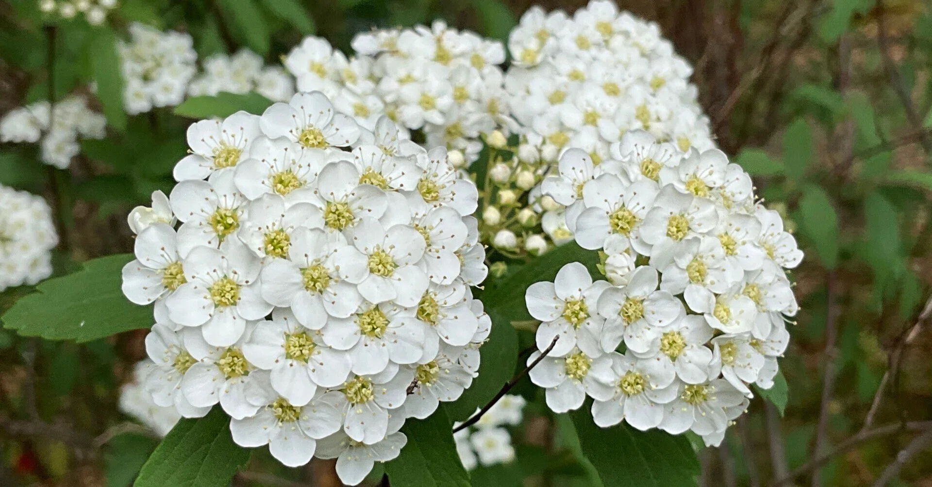 Reeves Spirea (Kyoto Botanical Gardens): April 19, 2026 (Sun