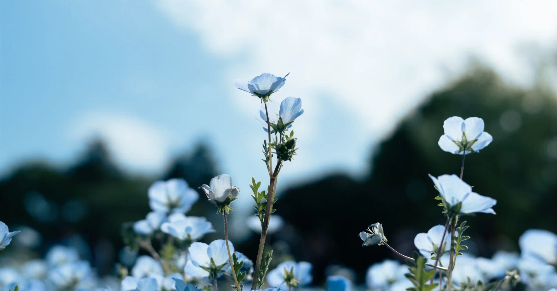 Photographing Nemophila at Showa Kinen Park [Zfc]｜振替休日｜Keigo K.