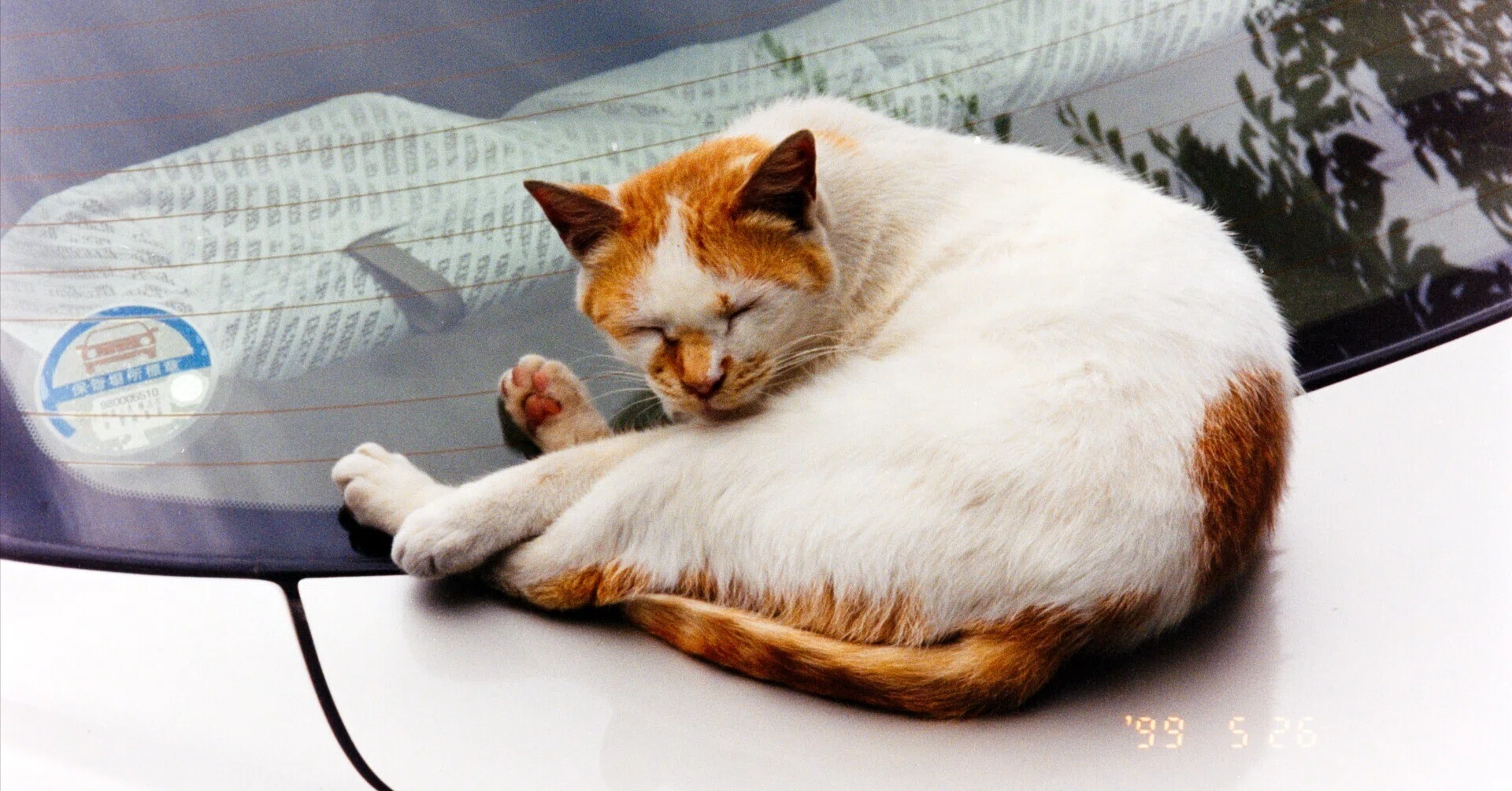 二十世紀のフィルム猫・カラー編｜Noris