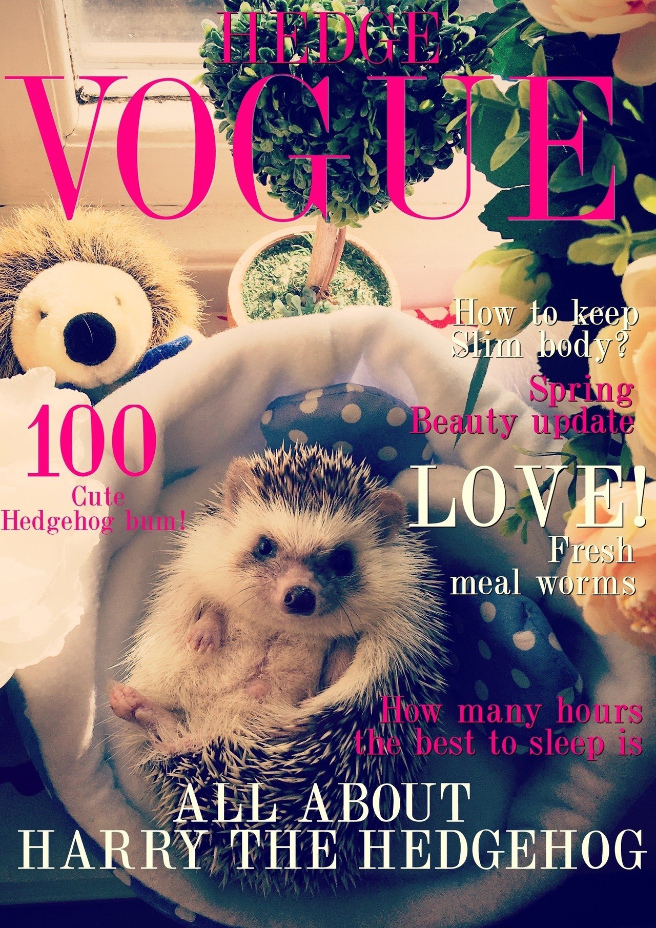 ハリネズミ ヘッジホッグ のハイファッション誌 Hedge Vogue ヘッジヴォーグ というゴロの良い名前を思いついていてもたってもいられず妄想雑誌を制作 わたしのnoteテーマとはずれてしまいます Chiori London Note