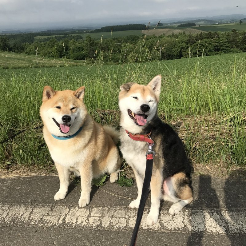 コヨミ舎の看板犬ジョン君はヒジョーキン その3 倉貫眞一郎 東川町のコヨミ舎店主 Note