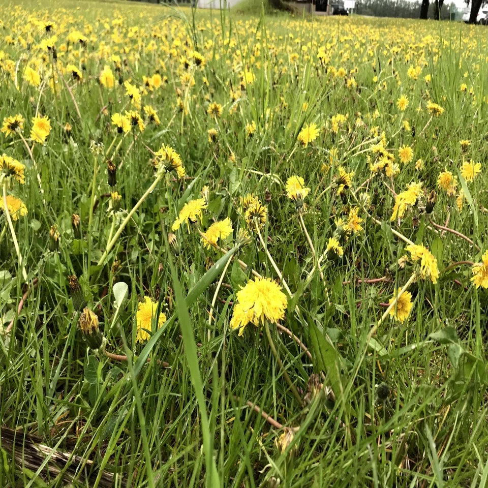 たんぽぽに除草剤が効いてきた様子 吉田拓実 さいこうファーム Okhotsk Bihoro Note
