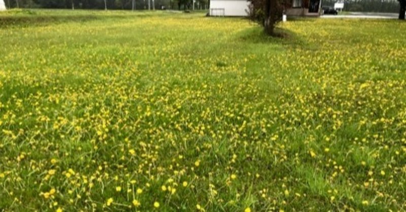 たんぽぽに除草剤が効いてきた様子