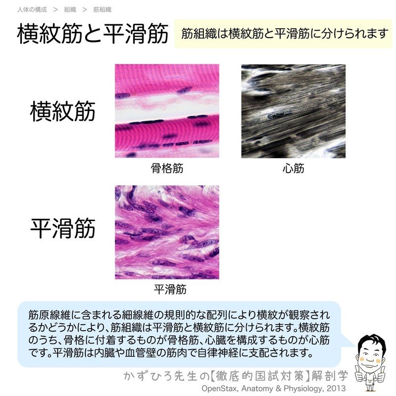 1 2 8 筋組織 解説 マガジン記事 黒澤一弘 Note