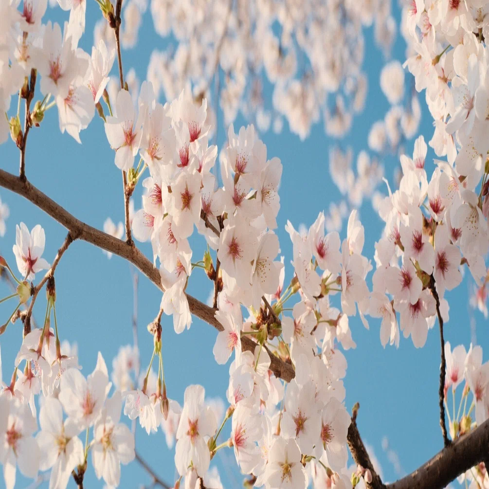 X-T30ⅢとXF35mmF1.4で桜を撮る｜フィルムシミュレーション試行錯誤の