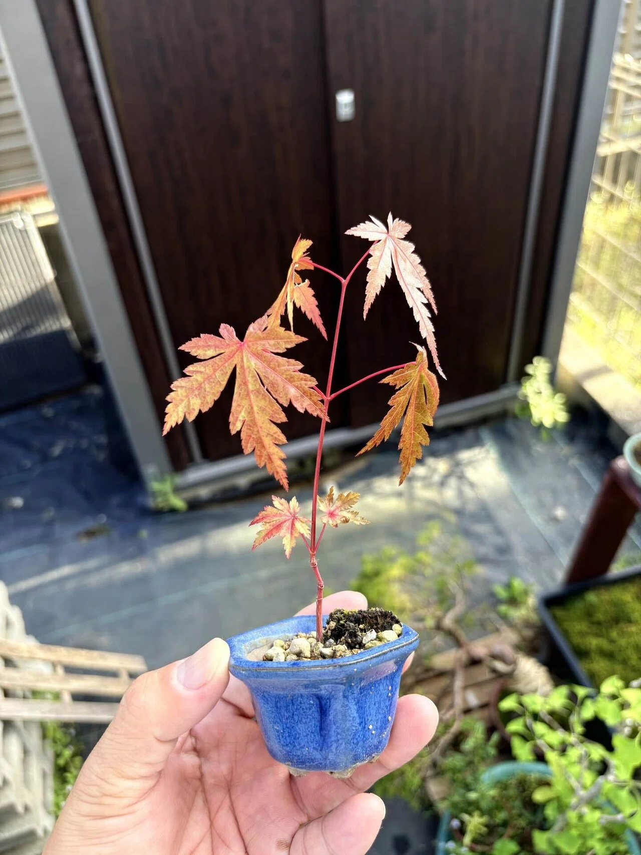 盆栽#41モミジの1年生と2年生｜natural margins-盆佳庵-