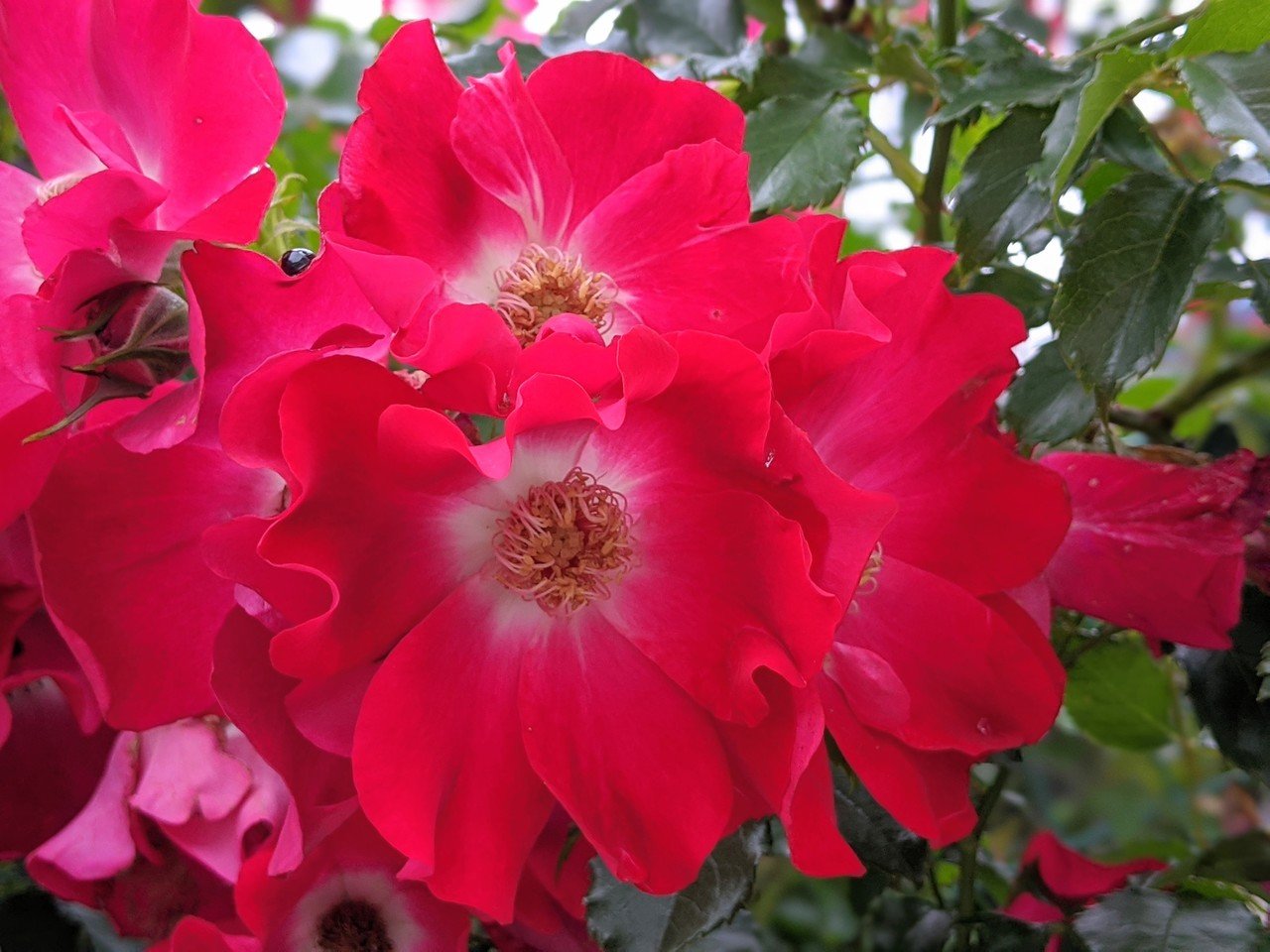 薔薇に見えないドルトムントに遭遇 柘榴 Note 薔薇に見えないドルトムントに遭遇 柘榴 Note