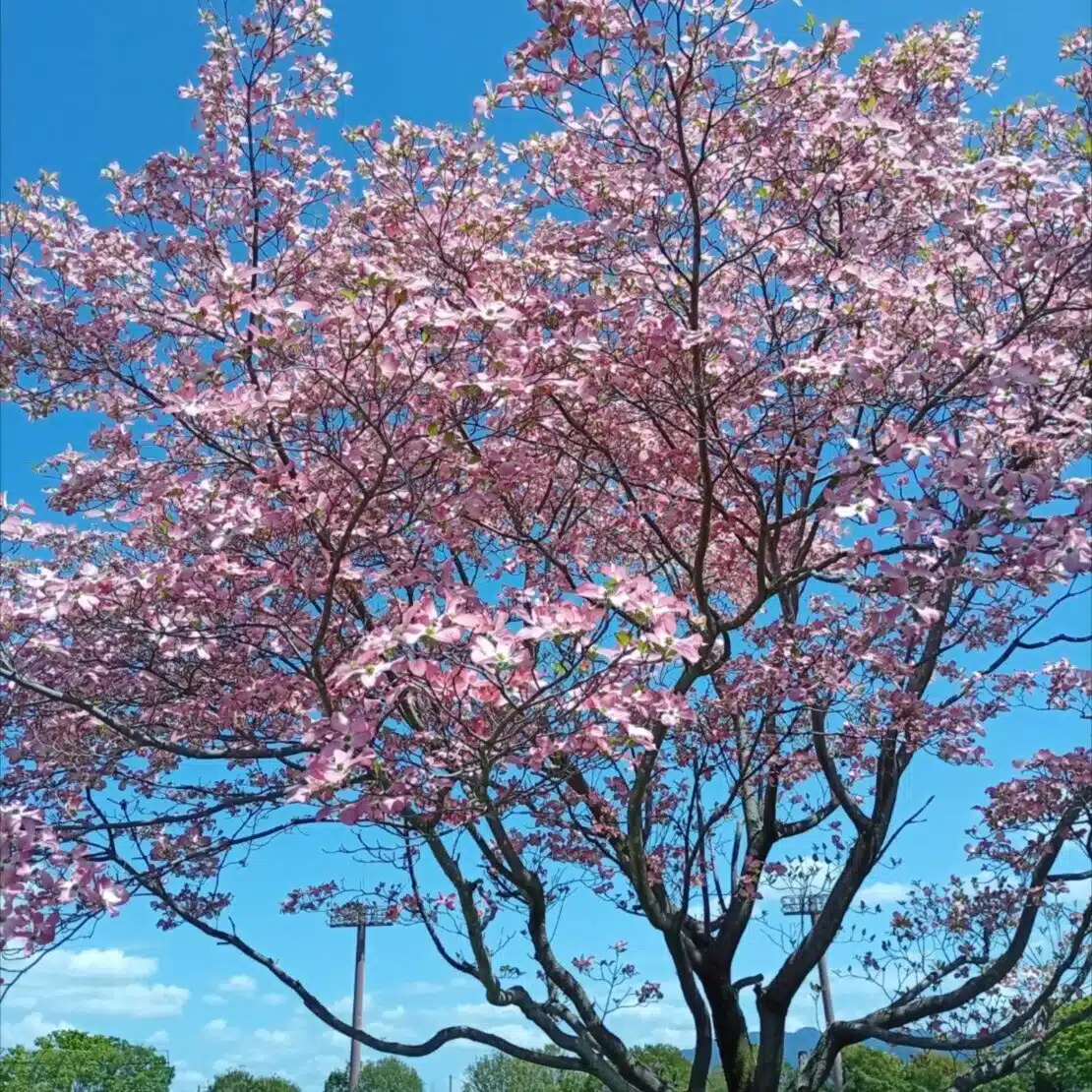 寺子屋桜