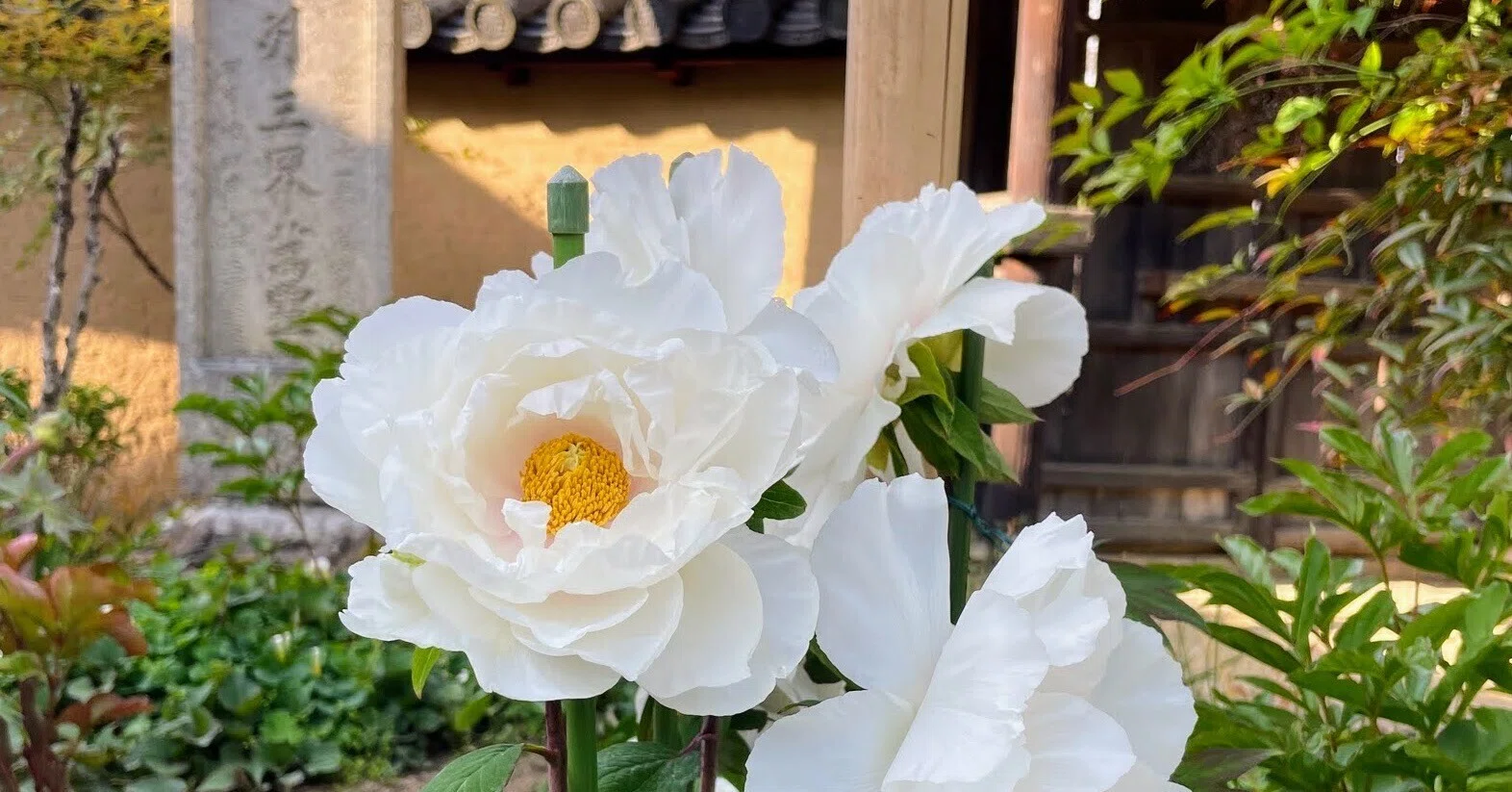 牡丹の花と、御開帳 奈良・當麻の里｜美術館とお寺と猫