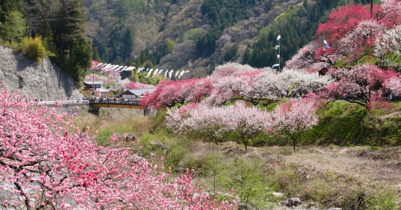 2604】満開の阿智村「花桃の里」。まさに桃源郷。｜kumataro