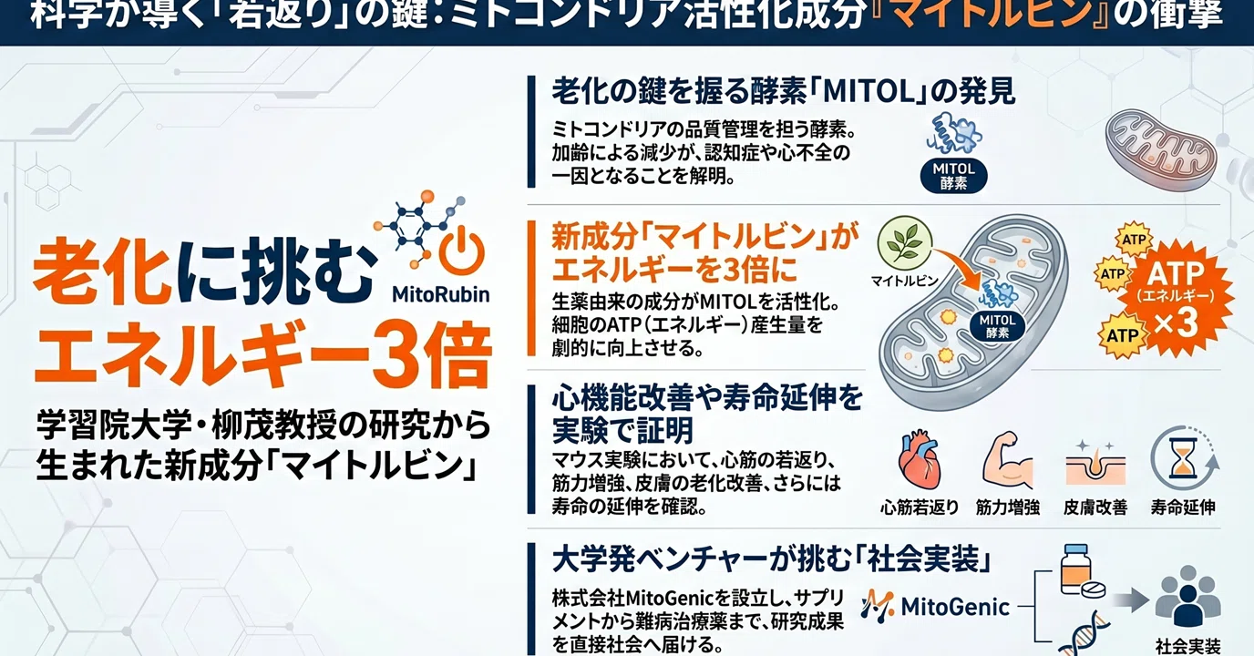 ミトコンドリア標的型抗老化アプローチの最前線：マイトルビンと小胞体 