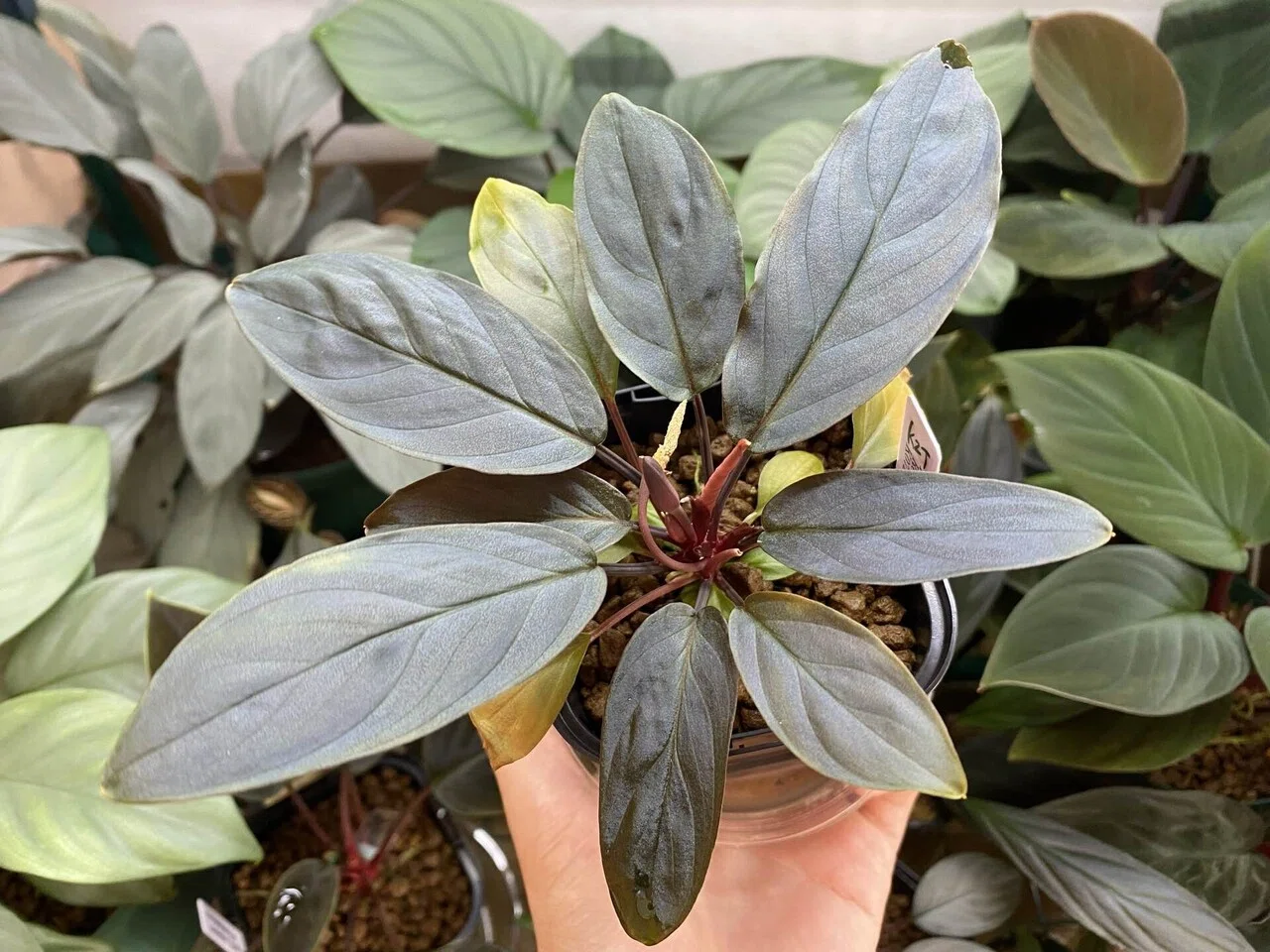 Homalomena hyb.002 ｜Ringo_aqua