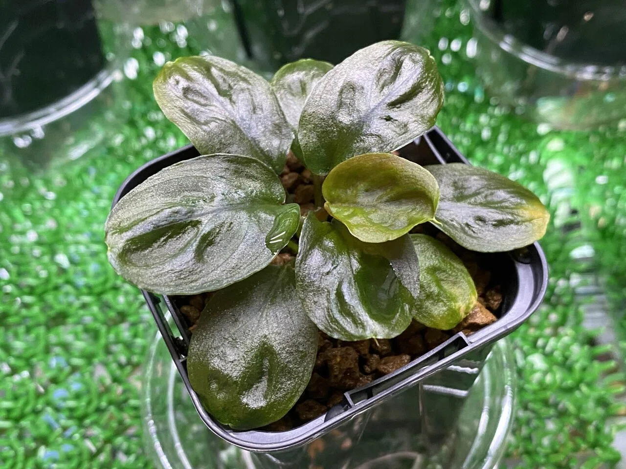 Homalomena hyb.002 ｜Ringo_aqua