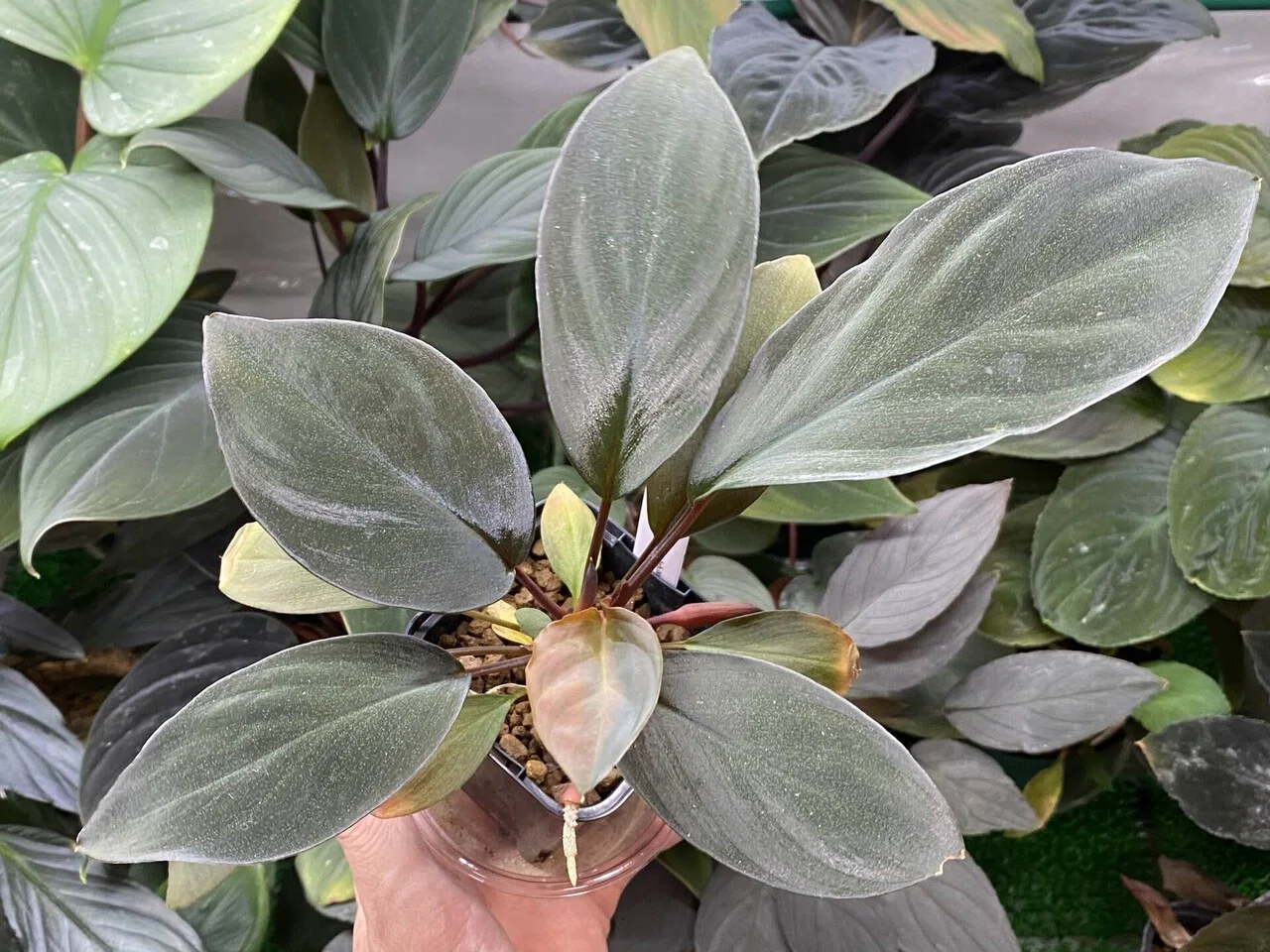 Homalomena hyb.002 ｜Ringo_aqua