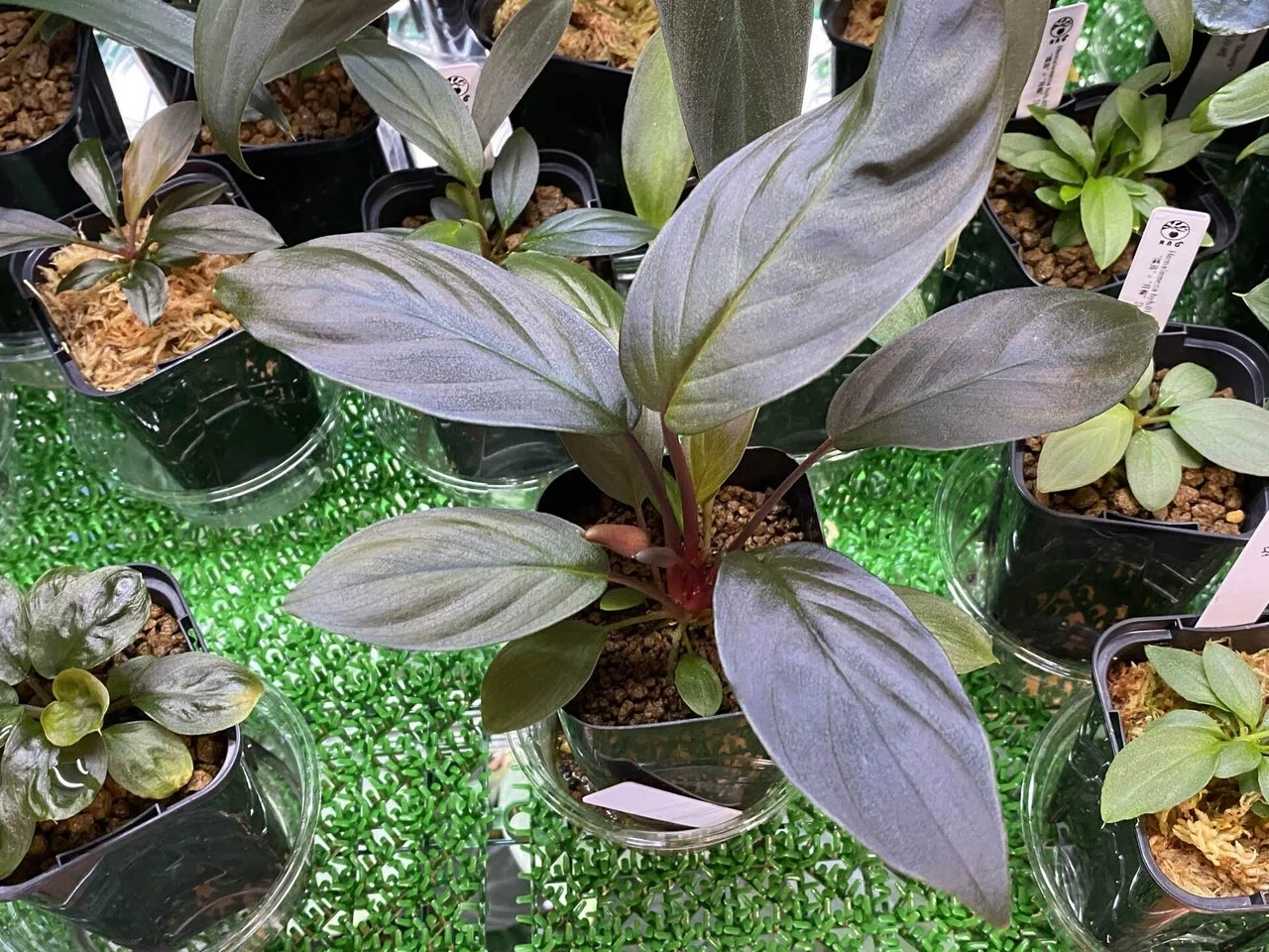 Homalomena hyb.002 ｜Ringo_aqua
