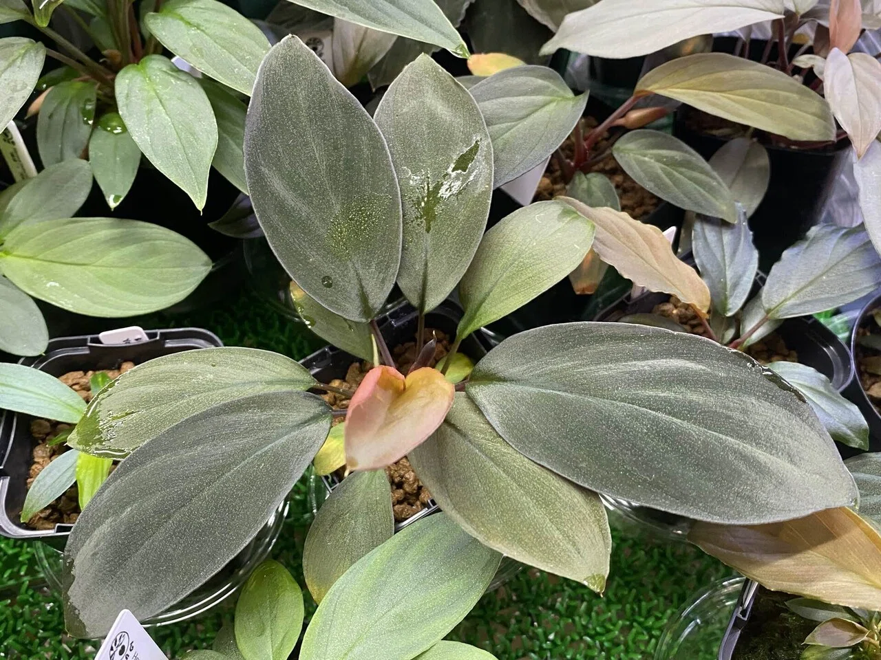 Homalomena hyb.002 ｜Ringo_aqua