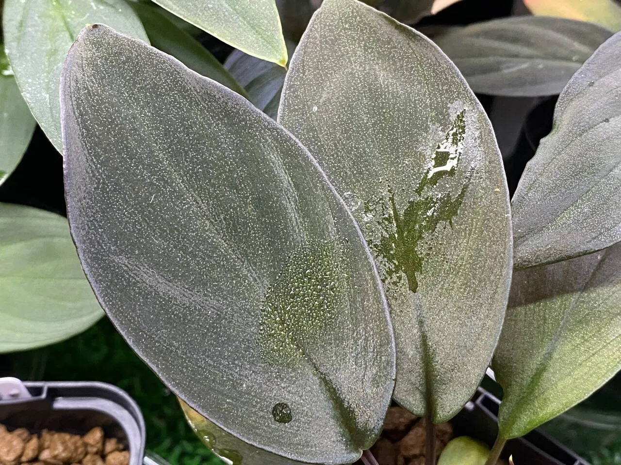 Homalomena hyb.002 ｜Ringo_aqua