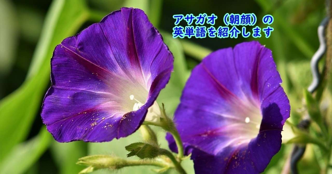 花に関連した英単語 アサガオ 朝顔 語源 花言葉も きむっち Note