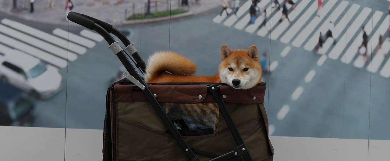 31才の独身男 柴犬に魅せられる Kotarostory Note