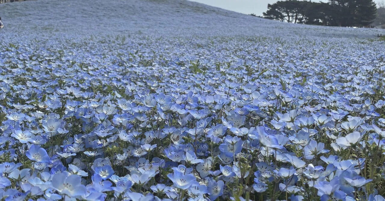 Hitachi] A record of seeing Nemophila at its peak for the first
