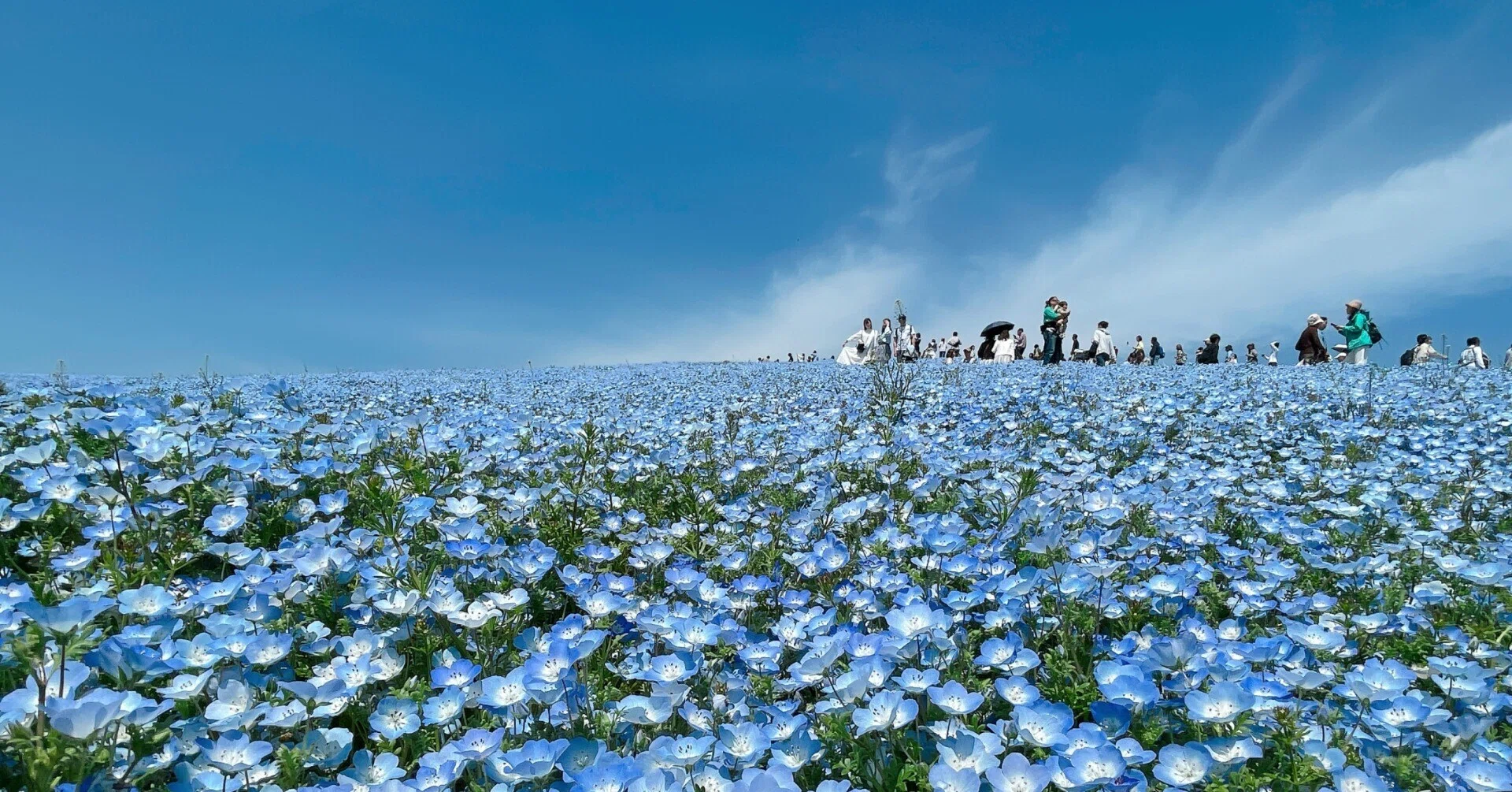 I went to Hitachi Seaside Park to see the breathtaking views of