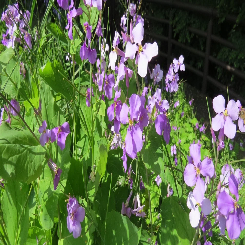 花鳥風月写真帖》 オオアラセイトウ（大紫羅欄花）｜芳太郎
