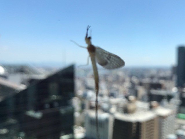 朝起きたら何やら窓の外に何かがいる 目が悪い私はティンカーベルに見えたので賺さず近くへ寄ってみると見たことがない虫 なんだこれ 早速pc で調べてみるとかげろうだった 生まれて初めて見るかげろう不思議な生 Pinkdragon Note