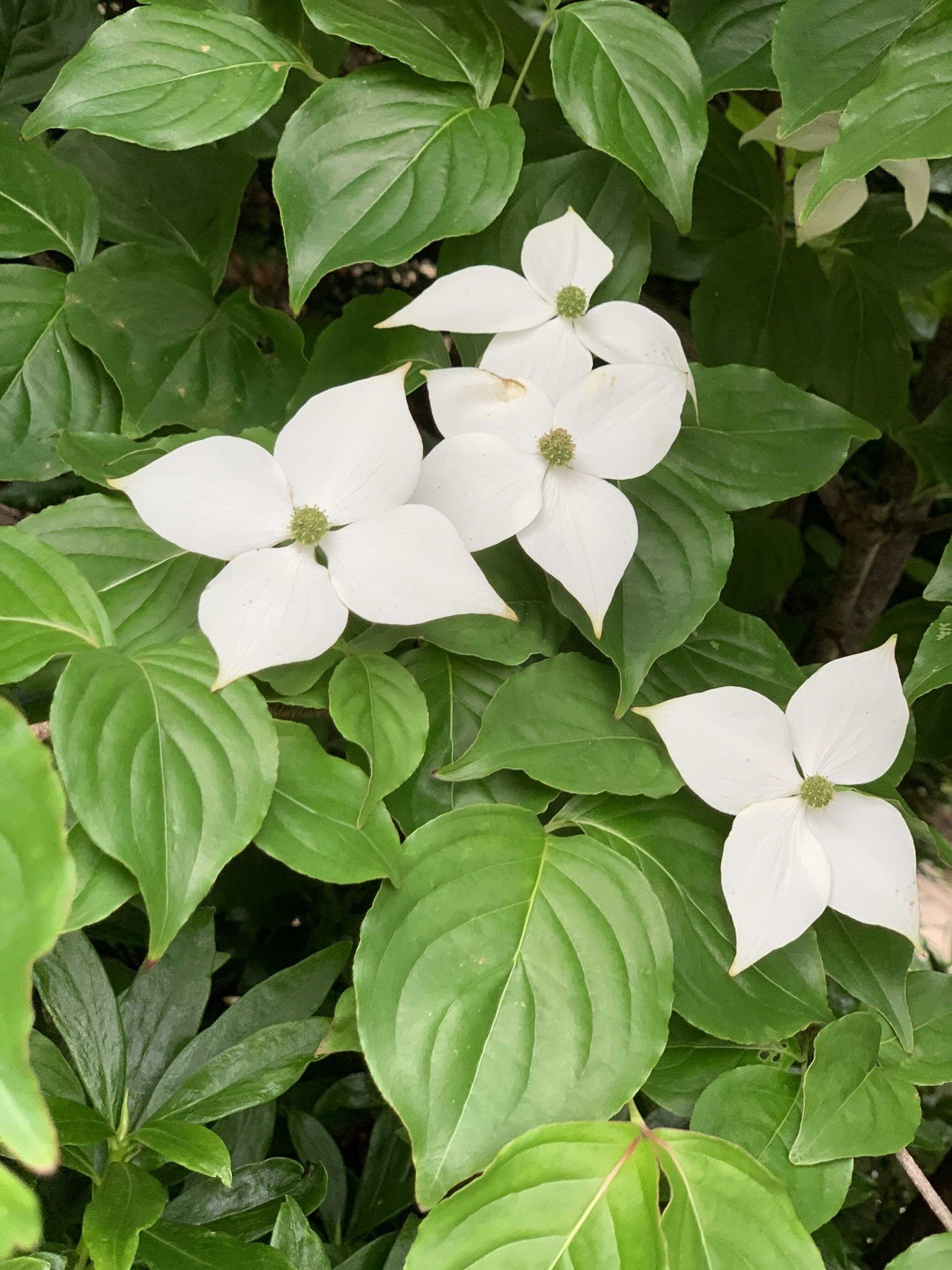 ハナミズキと似たこの花は ヤマボウシ ヤマボウシは日本が原産なのに対して ハナミズキはアメリカからの外来種 花言葉は 友情 わが家のシンボルツリーのように 部屋の前で咲いています Ruze Note