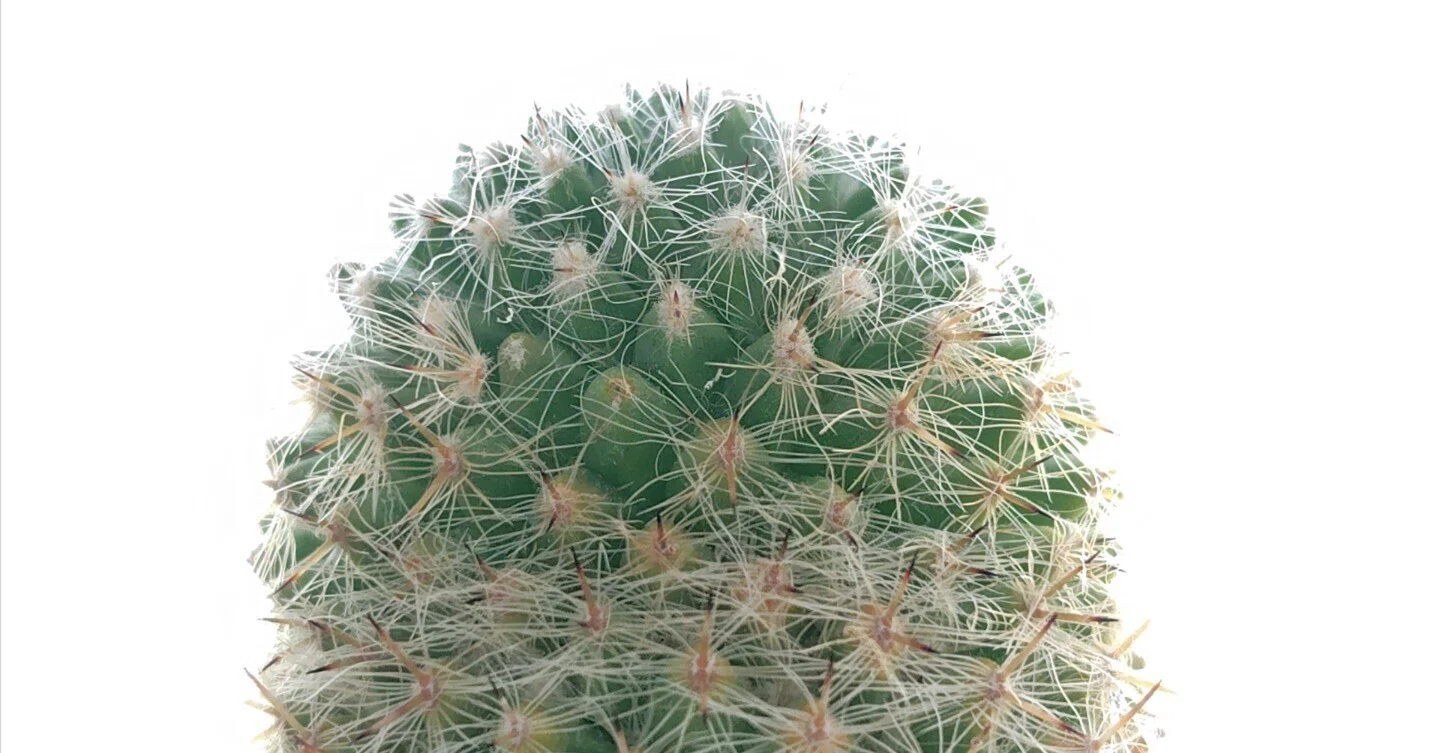 【実生】　多肉植物　花サボテン いつかは花も咲くだろう｜deepblue
