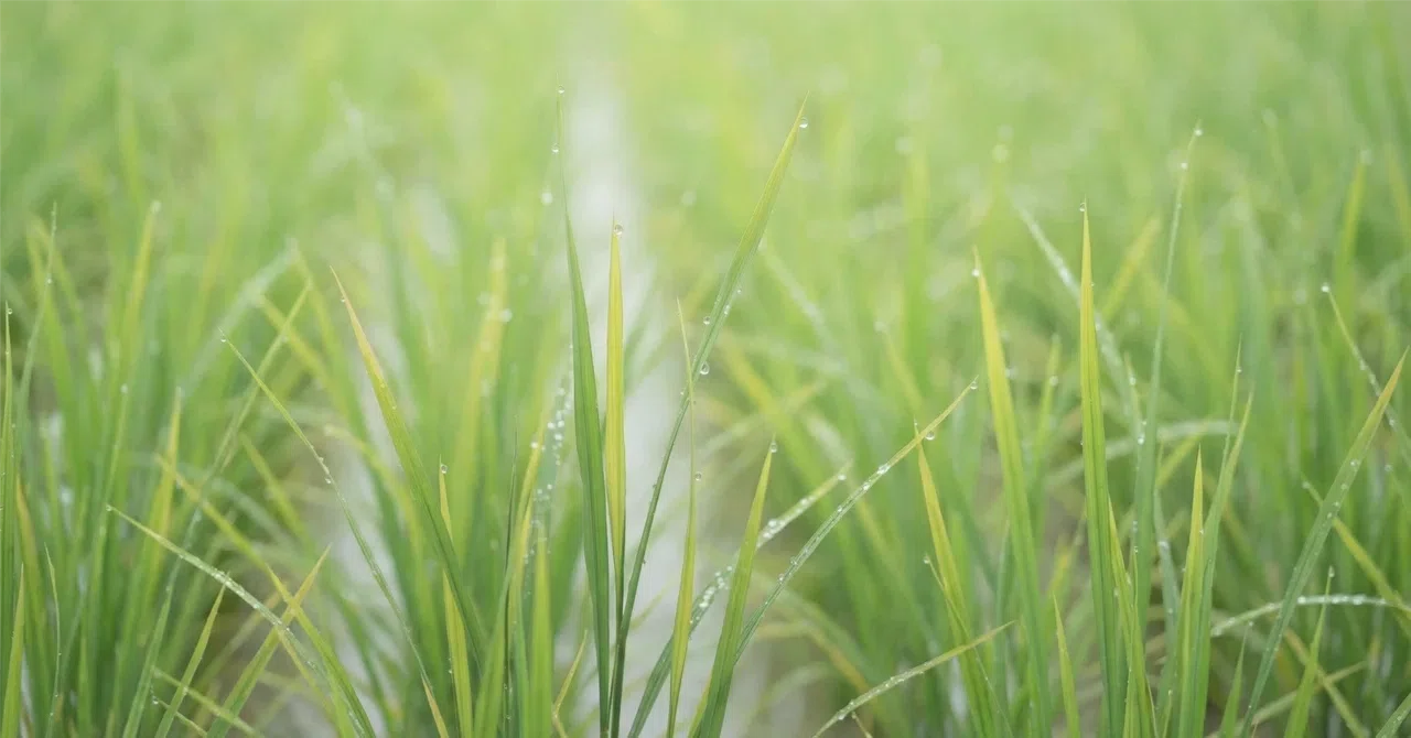 穀雨|悪は、雨に溶ける|TERRA-SACHI